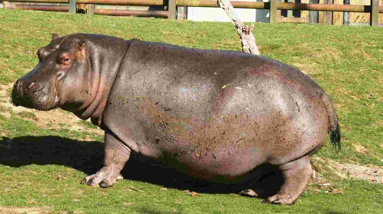 do hippo have tails