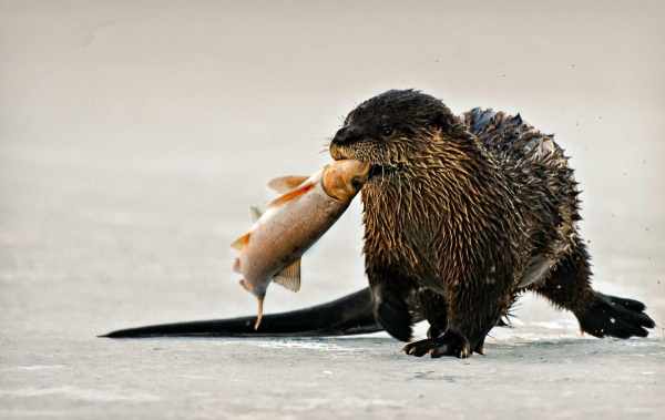 otters eating fish
