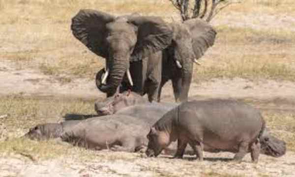   Safari Animals in Kenya 