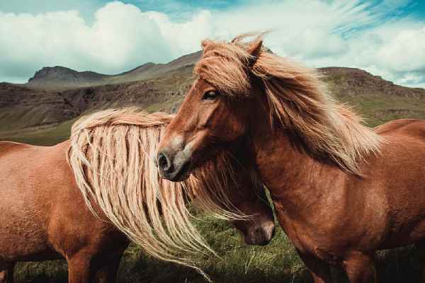 animals with manes