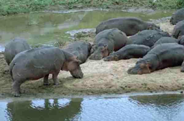 hippo enjoying sunbath