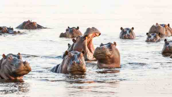 hippo herd