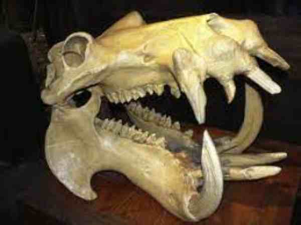 what does a hippo skull look like