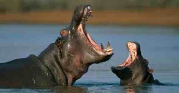 hippopotamus-teeth