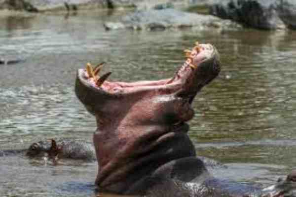 how wide can a hippo opens it mouth