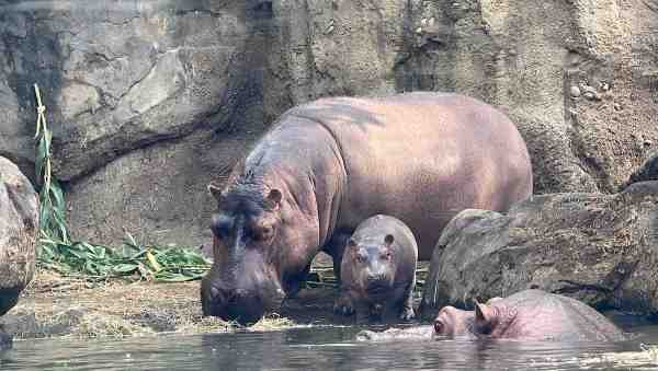 hippos in outdoor