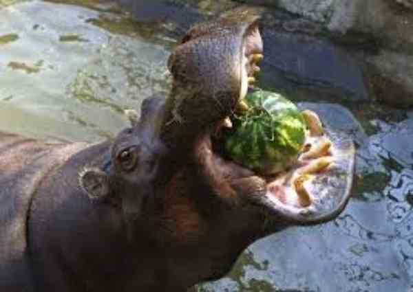 hippo eating watermelon