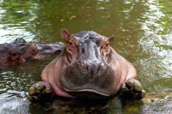are hippos omnivores