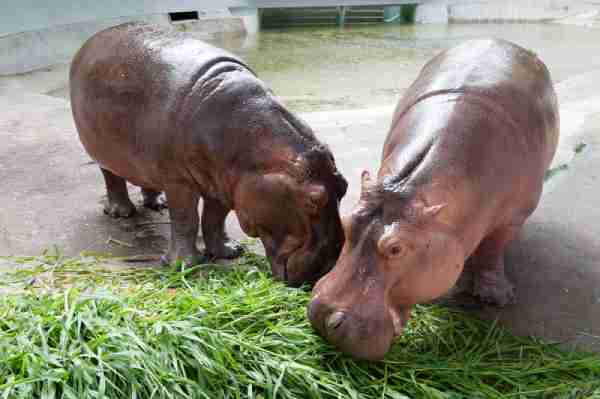 hippos eating grass
