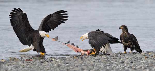 bald eagles eating fish