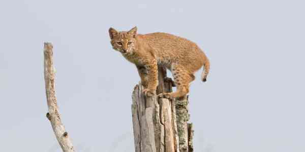 bobcat on tree