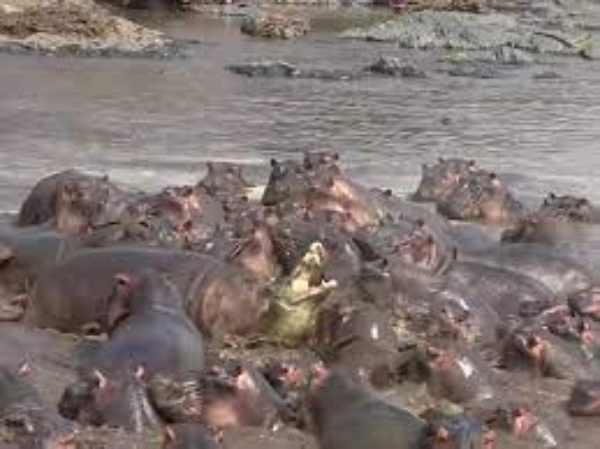 hippo herd