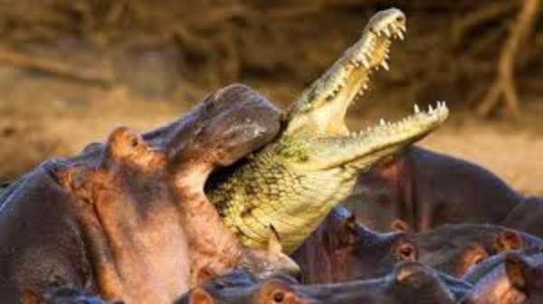 hippo biting crocodile in half