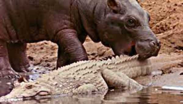 can a hippo bite a crocodile in half