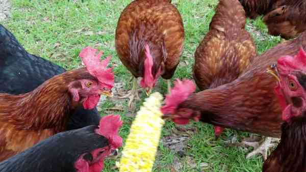 chickens eating corn