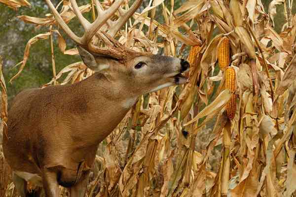 deer eating corn