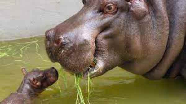 hippo with a young hippo in the water