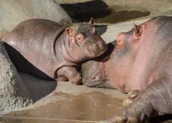 female hippo with baby