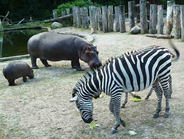do-hippo-eat-zebra (2)