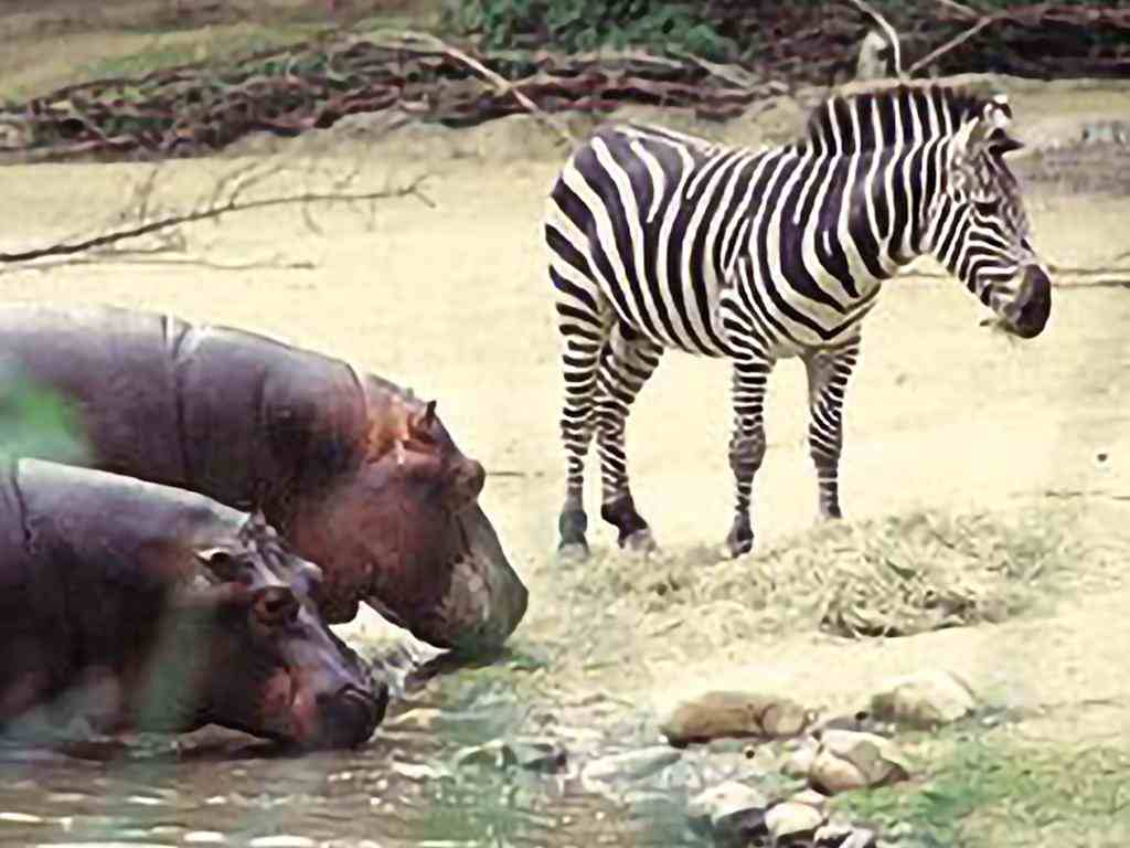 do-hippo-eat-zebra6