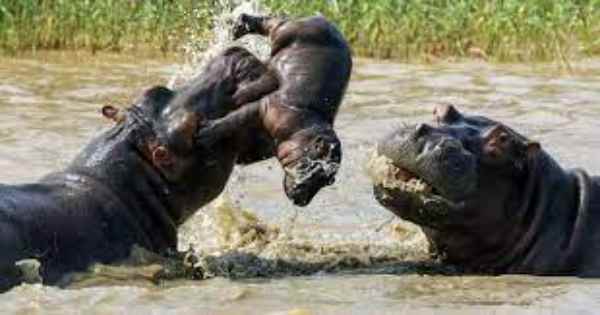 what animal can kill a hippo
