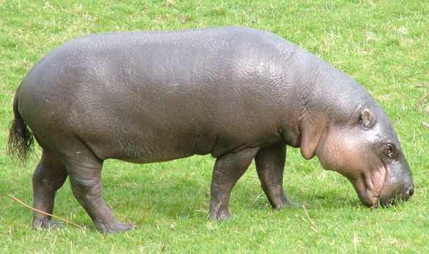 male hippo eating grass