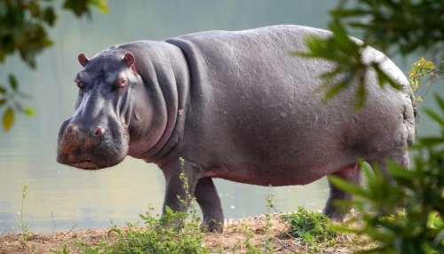 do hippo have hairs
