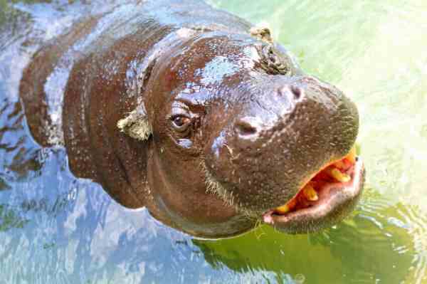 do hippo like chocolate