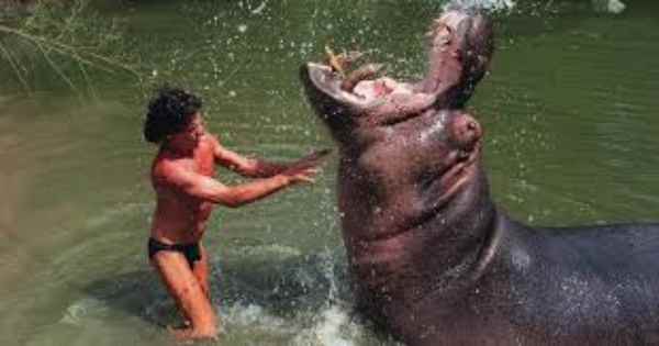 how to survive a hippo attack