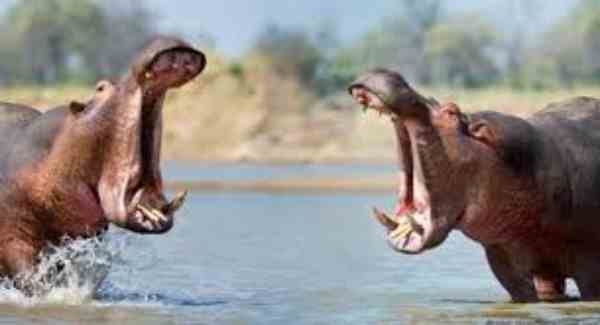 male hippos