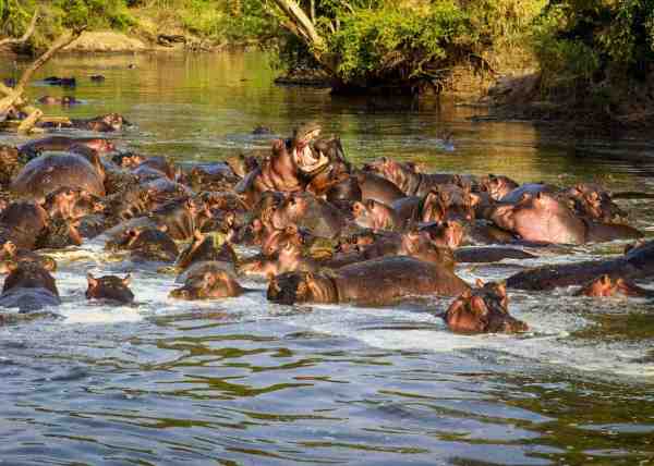 hippo group in water