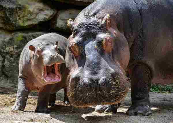 are hippos smart