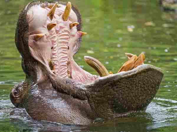 hippo mouth with teeth