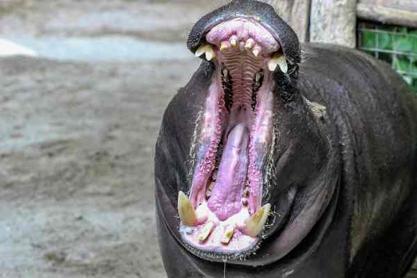 hippo mouth