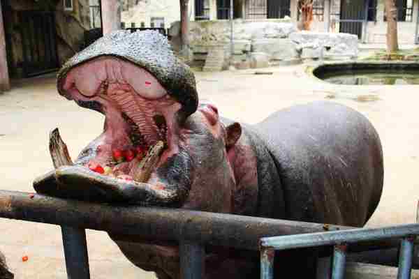 Hippos Cannibalise