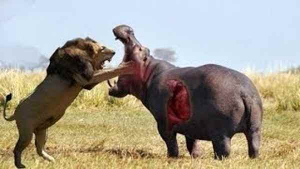 lion attacks hippo