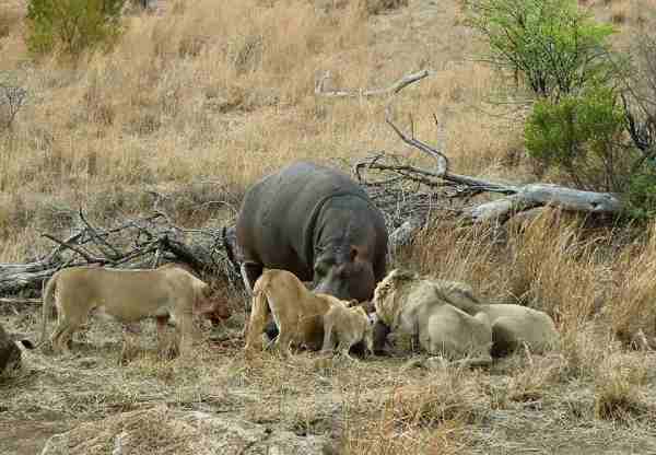 hippo with lions