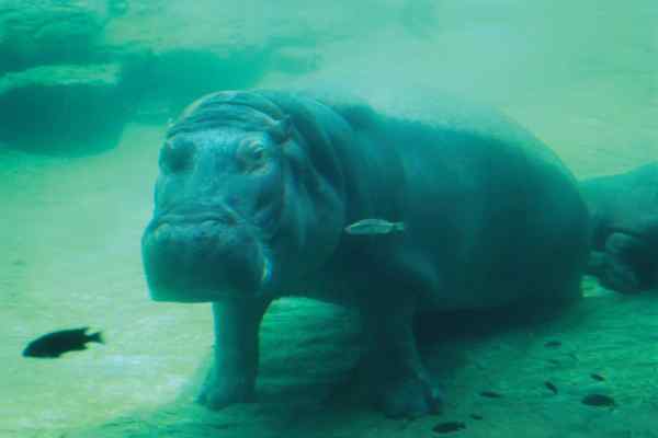 hippo with fish