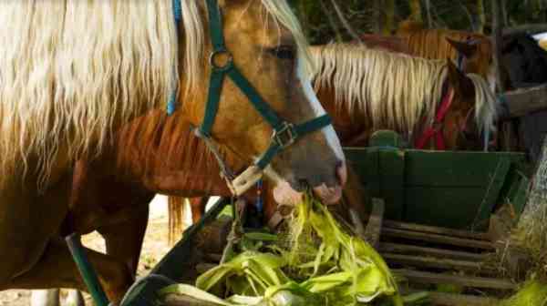 horses eating corn