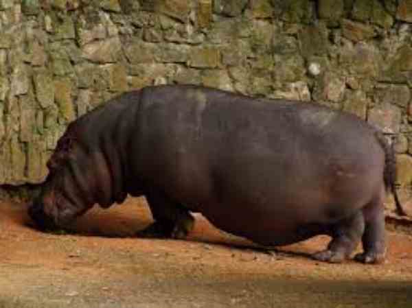 female hippo weight