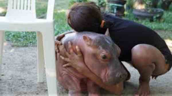 can hippo be tamed