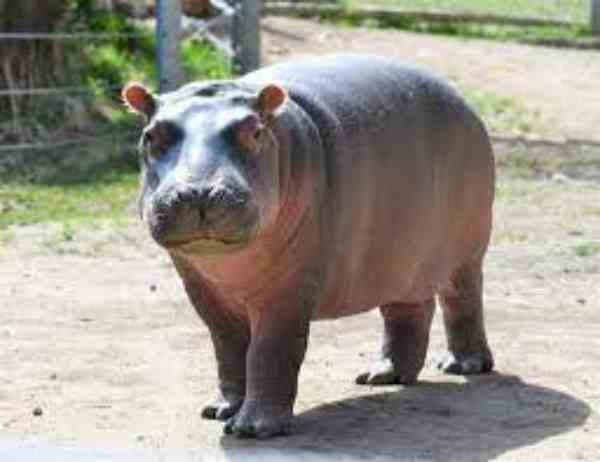 baby hippo in outdoor