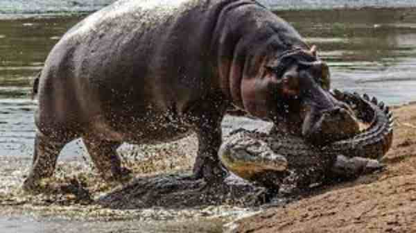 hippo biting crocodile