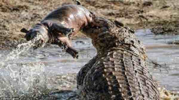 crocodile eating baby hippo