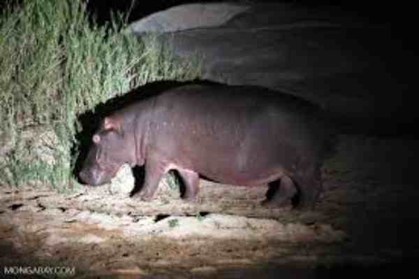 hippo in night