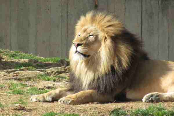 11 Animals with Manes - Animals Research