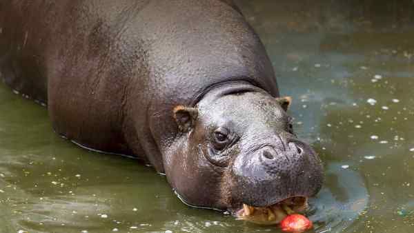 how do hippo fart