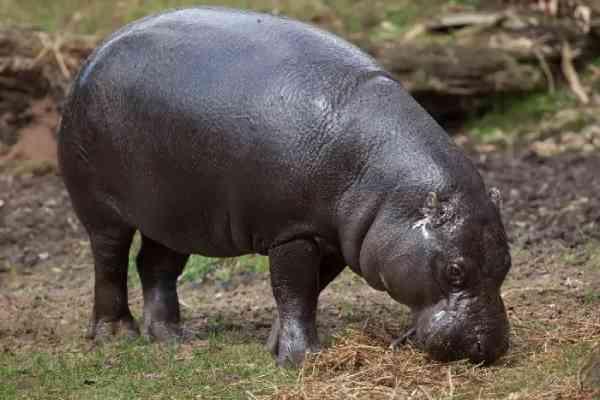 pygmy hippo in open land