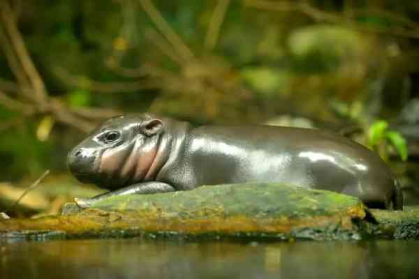 are pygmy hippos dangerous
