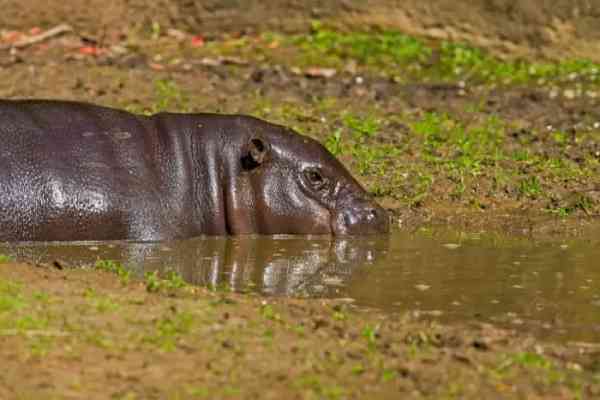 pygmy hippo in water